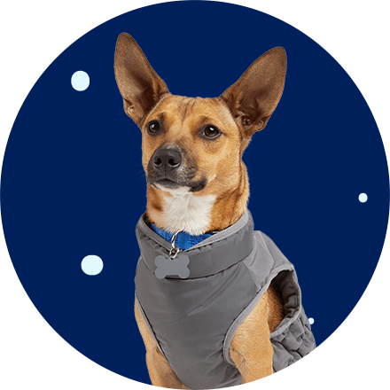 The 10 Best Dog Apparel Brands