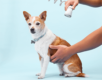 Dog Grooming Supplies Shampoo Towels Clippers More Petco