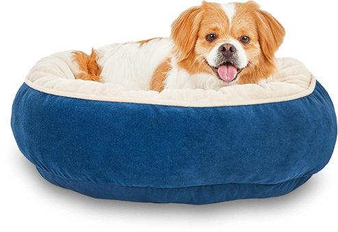 Dog in blue dog bed