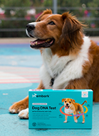 Embark product placed in front of Oliver the dog.