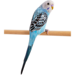 Parakeet petco best sale