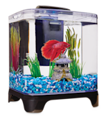 Petco glass hot sale fish bowl