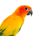 Cockatoo 2024 price petco