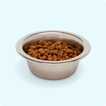 Bowl of hot sale cat food