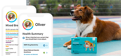 Embark product placed in front of Oliver the dog.