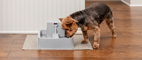 Automatic dog feeder clearance petco