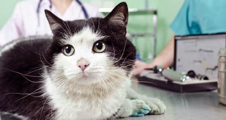 Don't Miss Cat Diabetes: 5 Early Signs Every Pet Parent Must Know