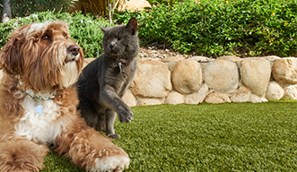 Find Your New Pet: Best Places to Adopt a Dog or Cat Safely & Happily