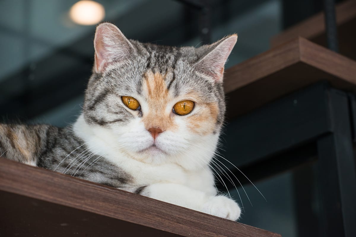 Stunning American Wirehair Cat image