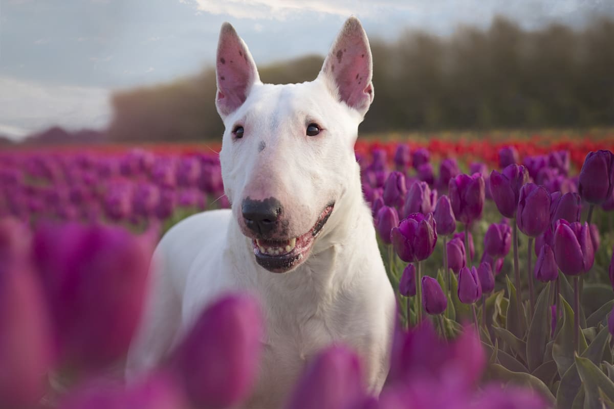 Bull Terrier Dog Breed: Traits, Care & Photos | Petco