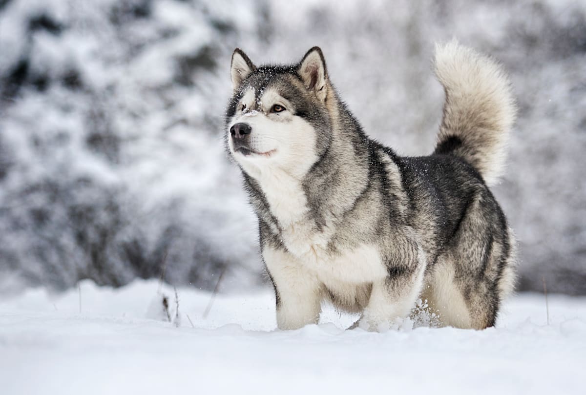 Alaskan Malamute Dog Breed: Traits, Care, Cost & Photos | Petco