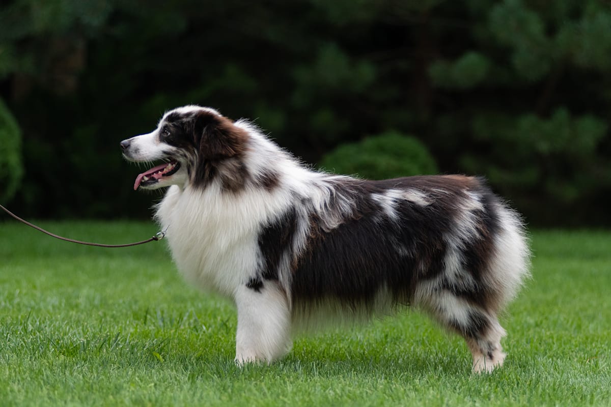 Miniature American Shepherd Dog Breed: Traits, Care & Photos | Petco