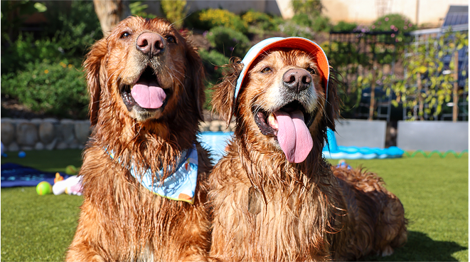 Hot Weather Grooming: Tips & Styles to Help Your Dog Stay Cool 