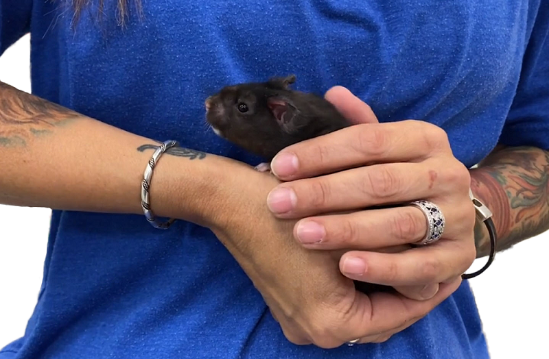 Hamster store leash petco