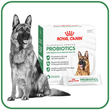 German Shepard standing with dog food bag.