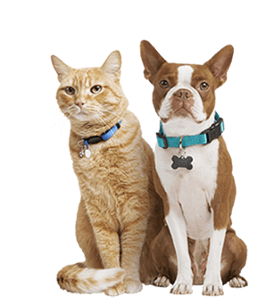 Pet Supplies Pet Food And Pet Products Petco