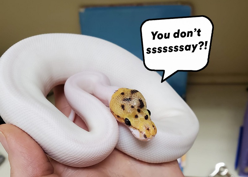 Do snakes have ears?