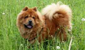 Chow Chow Breed Facts and Information