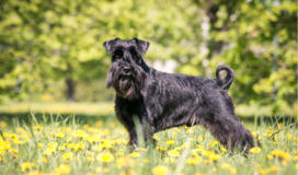 Standard Schnauzer Breed Facts and Information