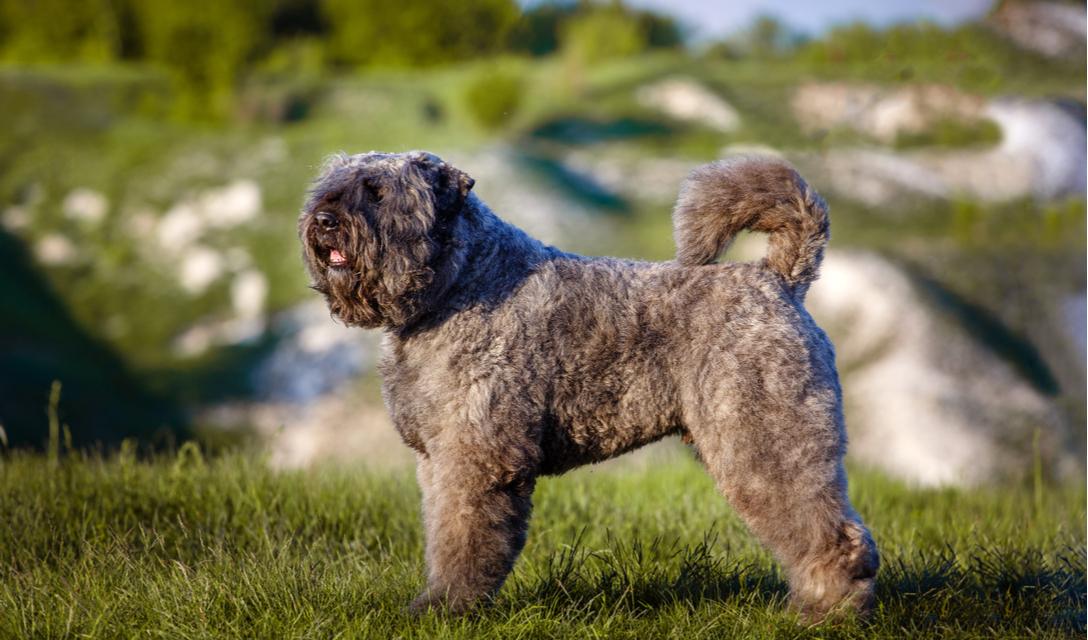 Bouvier des Flandres Breed Facts and Information