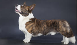 Cardigan Welsh Corgi Breed Facts and Information
