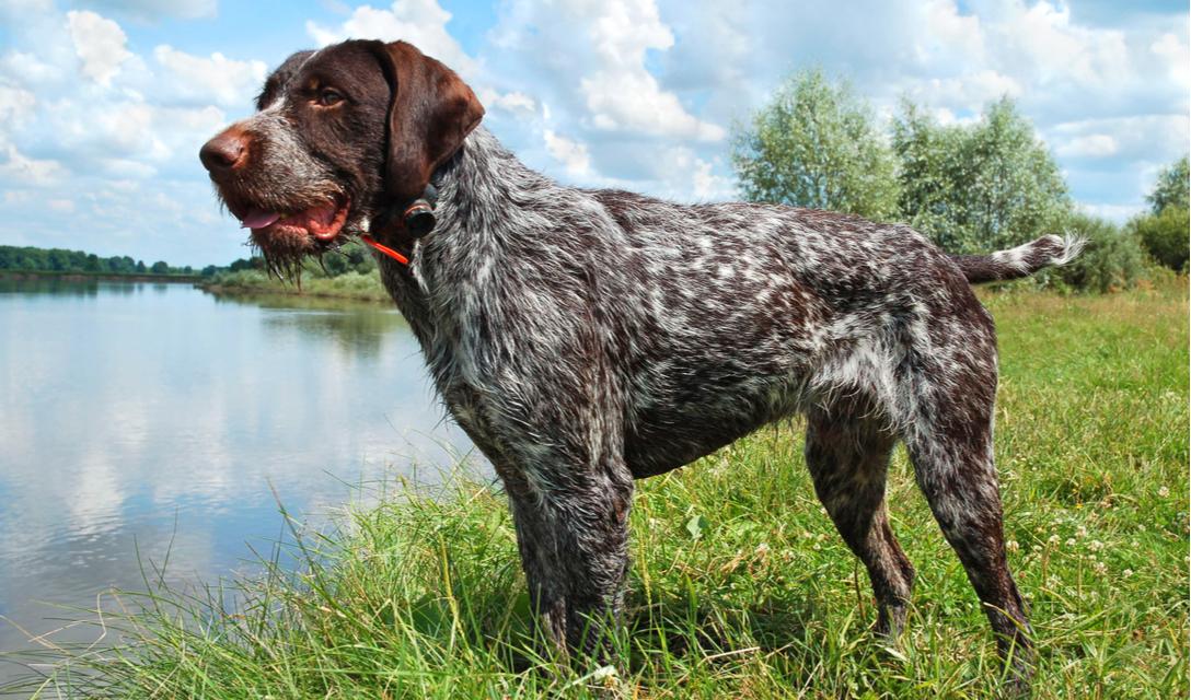 German Wirehaired Pointer Breed Facts and Information