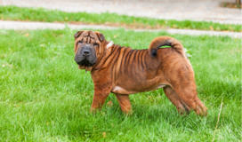 Shar-Pei Breed Facts and Information