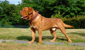 Dogue de Bordeaux Breed Facts and Information
