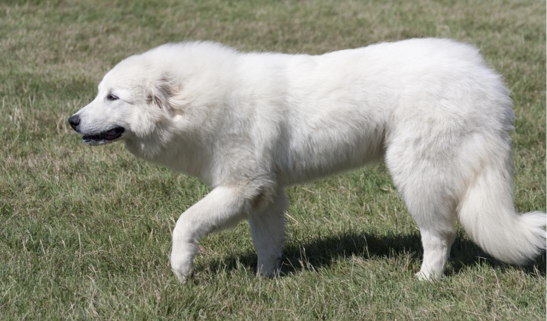 Great Pyrenees Breed Facts and Information