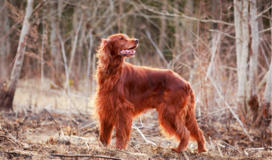 Irish Setter