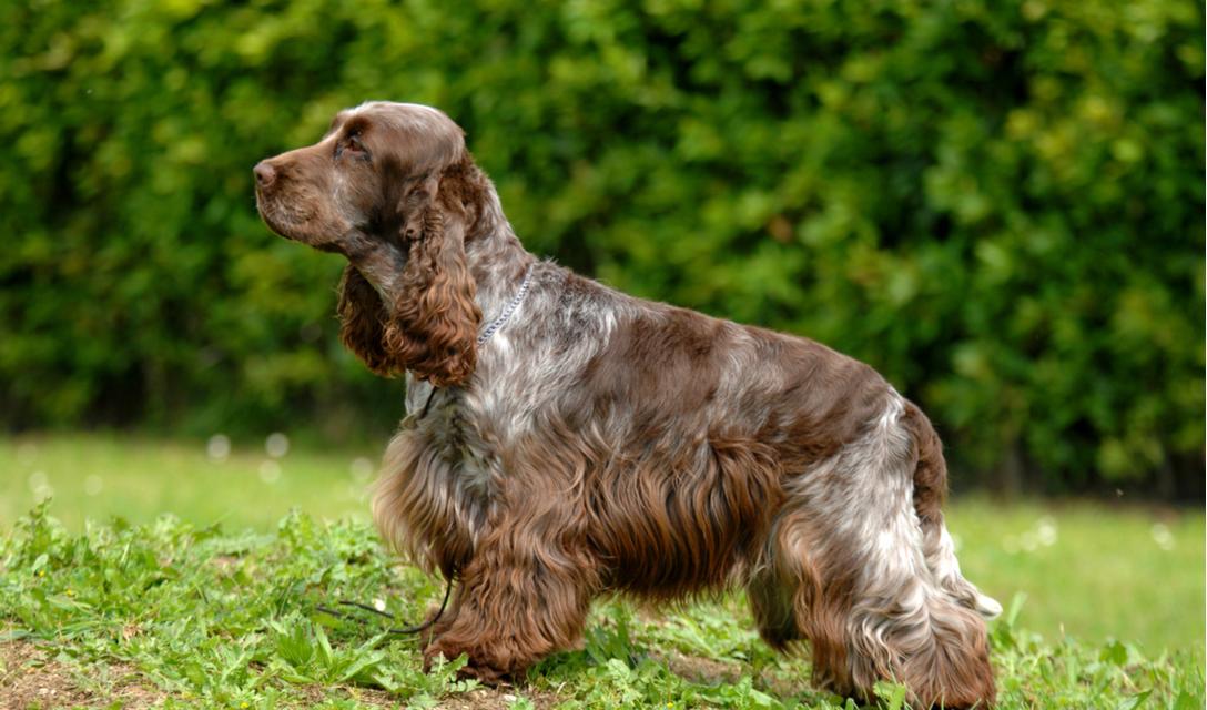 English Cocker Spaniel Breed Facts and Information