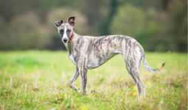 Whippet Breed Facts and Information