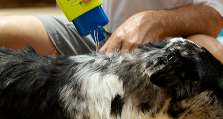 Flea and Tick Shampoos Offer Enough Protection