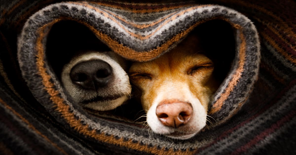 Why Dogs Fear Thunder: How to Calm Storm Anxiety