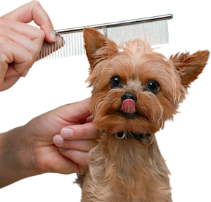Small dog getting their hair brushed