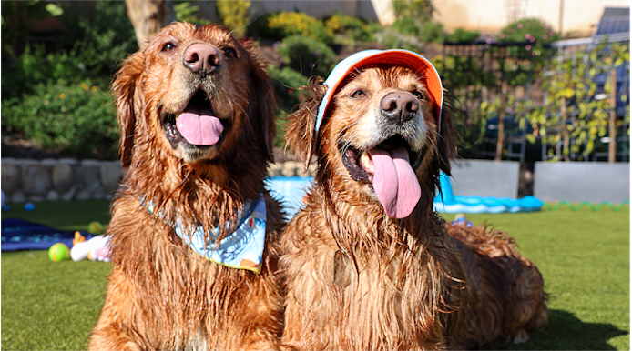 Hot Weather Grooming: Tips & Styles to Help Your Dog Stay Cool 