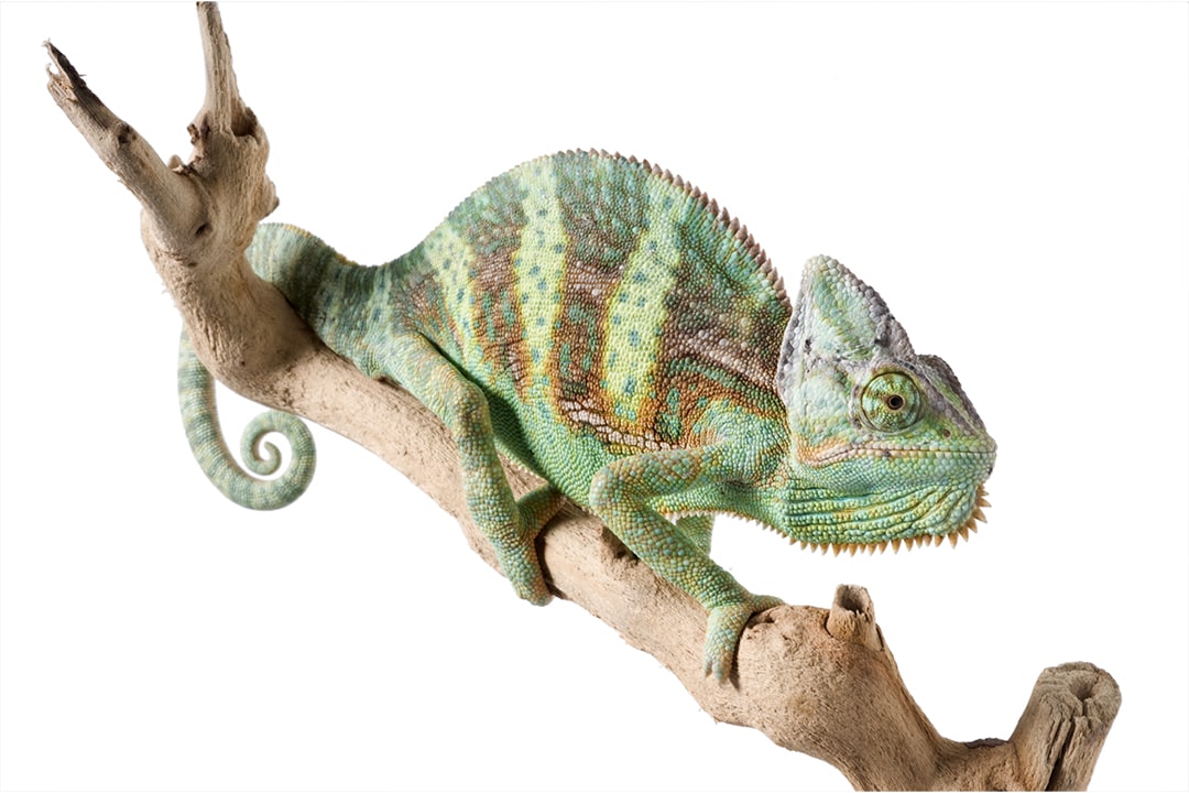 How to Care for a Veiled Chameleon: Habitat, Food & Health