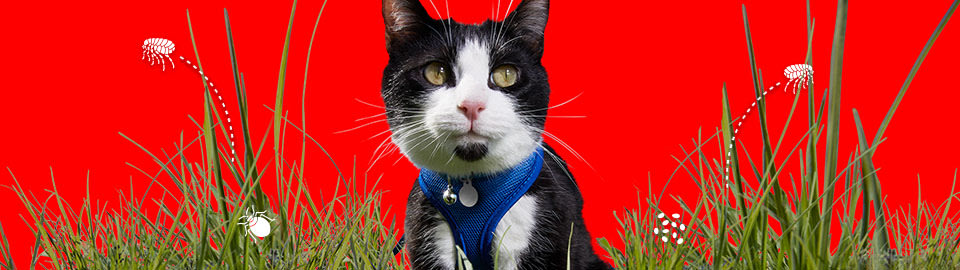 How to Safely Remove Ticks from Your Cat & Dog: Easy Expert Guide