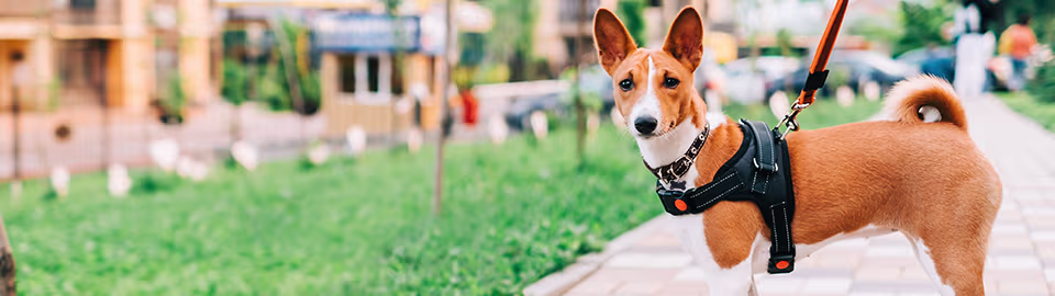 How to Choose the Best Dog Harness, Collar, & Leash for Safe Walks