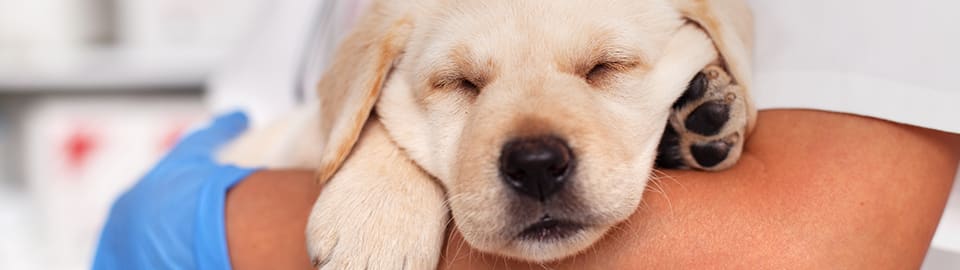 Acepromazine: Stress-Free Vet Visits & Travel for Dogs & Cats