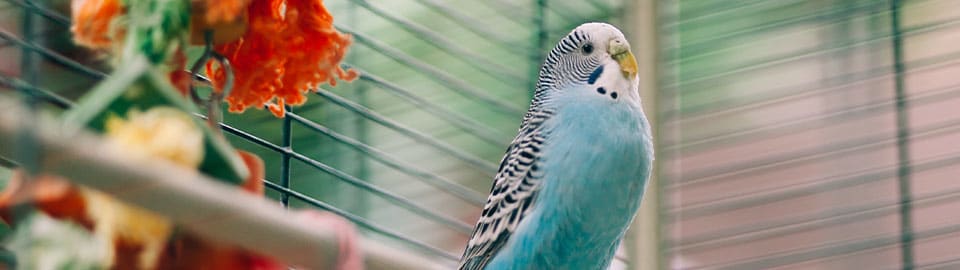 Clean Pet Toys, Beds & Habitats: Stop Germs, Keep Pets Healthy