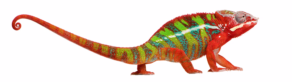 Chameleon Color Changes: How, Why & What Your Pet's Hues Mean