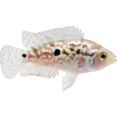 Cichlid Aquarium Fish Petco