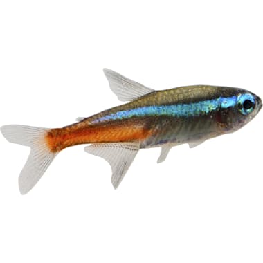 Hardy Aquarium Fish Petco
