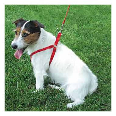 Adjustable harness for growing puppies clearance