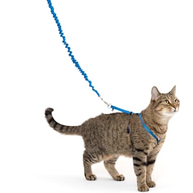 Travel Cat Harness Petco