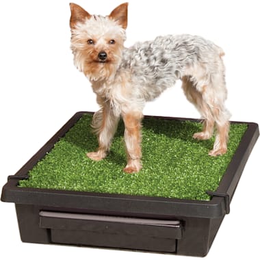 Grass pee pad petco top