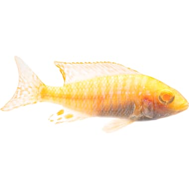 Cichlid Aquarium Fish Petco