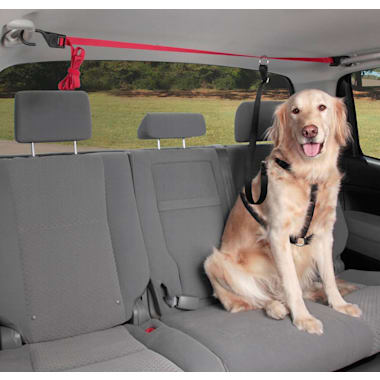 Best Dog Seat Belts And Harnesses of 2024 Petco
