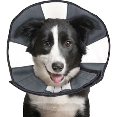 Dog recovery suit petco store